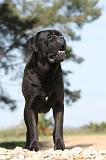 CANE CORSO 498